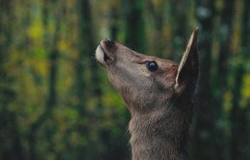 Bambi, l'histoire d'une vie dans les bois